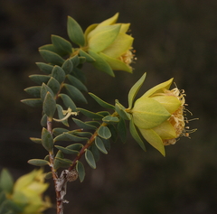 Pimelea cracens