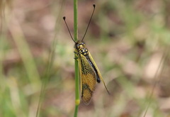 Libelloides longicornis