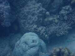 Epinephelus fuscoguttatus