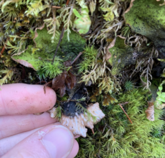 Peltigera britannica