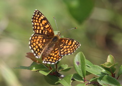Melitaea celadussa