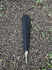 Bycanistes bucinator