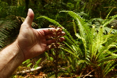 Gastrodia cunninghamii