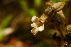 Gastrodia cunninghamii