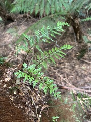 Asplenium gracillimum