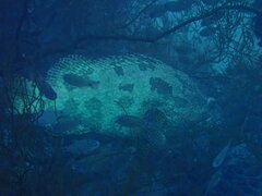 Epinephelus