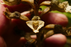 Gastrodia cunninghamii