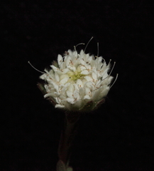 Pimelea imbricata piligera