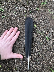 Bycanistes bucinator