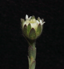 Pimelea imbricata piligera