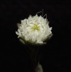 Pimelea imbricata piligera