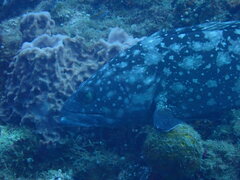 Epinephelus