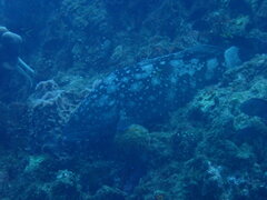 Epinephelus