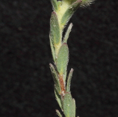 Pimelea imbricata piligera