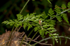 Asplenium gracillimum