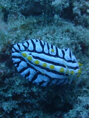 Phyllidia varicosa