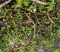 Pseudisothecium cristatum