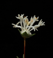 Pimelea angustifolia