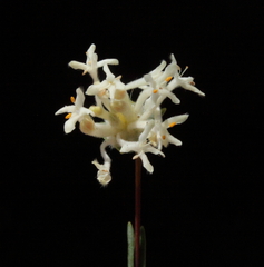 Pimelea angustifolia