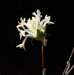 Pimelea angustifolia
