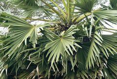 Borassus flabellifer