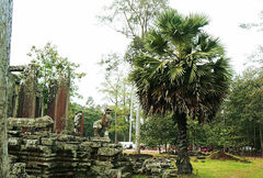 Borassus flabellifer