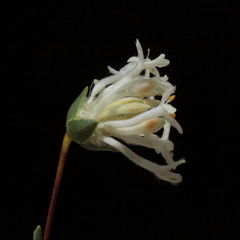 Pimelea angustifolia