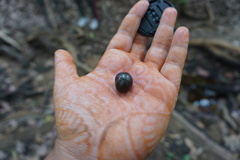 Arthrosphaera