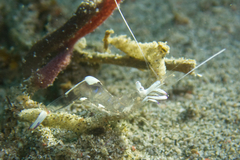 Ancylomenes magnificus