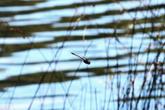 Hemicordulia australiae