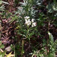 Achillea ptarmicoides