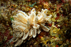 Phyllodesmium
