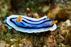 Chromodoris lochi
