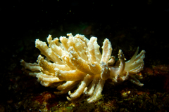 Phyllodesmium