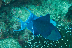 Odonus niger