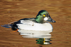 Bucephala clangula americana