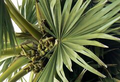 Borassus flabellifer