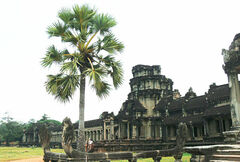 Borassus flabellifer