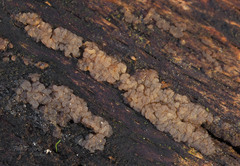 Dacrymyces enatus