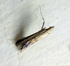 Euclasta vitralis