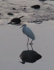 Egretta garzetta