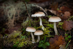 Pholiota decorata