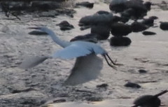 Egretta garzetta