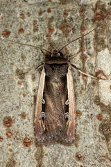 Ochropleura leucogaster