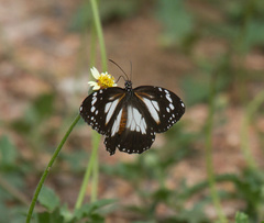 Danaus affinis