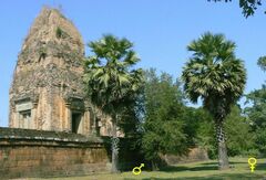 Borassus flabellifer