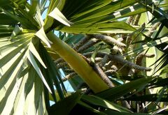 Borassus flabellifer