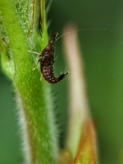 Hylicinae