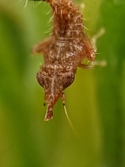 Hylicinae