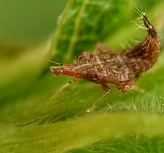 Hylicinae